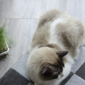 Let's sleep Pet Cube licht/donker grijs