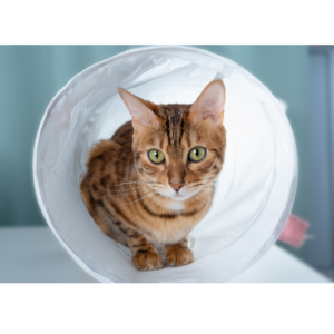 Maak kennis met de Krabtunnel voor katten! Dé plek waar jouw kat kan sluipen, krabben en heerlijk kan relaxen. Deze tunnels zijn niet alleen bedoeld om in te verstoppen; ze zijn speciaal ontworpen om jouw kat eindeloos te vermaken terwijl hij zijn nagels op een natuurlijke manier verzorgt. Gemaakt van duurzame materialen en onweerstaanbare texturen, biedt elke Krabtunnel de perfecte combinatie van speelplezier, schuilplaats en krabpaal in één product.

Met de Krabtunnel heeft jouw kat zijn eigen avontuurlijke en comfortabele plek. Ideaal voor momenten van energie-uitspattingen en voor heerlijke dutjes in een knus hoekje. Klaar om jouw kat gelukkig te zien zonder dat je meubels eraan moeten geloven? Deze tunnel heeft het allemaal!