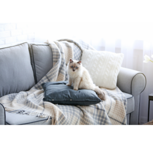 Maak kennis met onze Sofa’s voor katten – de perfecte combinatie van stijl en comfort voor jouw viervoeter! Deze sofa’s zijn speciaal ontworpen voor katten die houden van luxe en een eigen plekje in huis. Met zachte kussens en duurzame bekleding bieden ze jouw kat een knusse plek om te loungen, dutten of gewoon lekker te ontspannen.

Onze katten-sofa’s voegen niet alleen comfort toe, maar zien er ook fantastisch uit in elk interieur. Geef je kat zijn eigen mini-sofa waar hij zich koning(in) van de kamer voelt. Comfortabel, stijlvol en helemaal van jouw kat – het perfecte cadeau voor jouw geliefde huisdier!