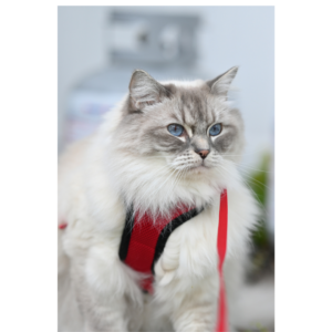 Zeg vaarwel tegen ongewenste bezoekers met onze vlooien- en tekenbestrijdingsproducten! 🐱 Omdat niets de dutjes en avonturen van je kat mag verstoren, hebben we veilige en effectieve oplossingen geselecteerd om deze vervelende parasieten op afstand te houden.

Van halsbanden tot spot-on behandelingen, onze producten zijn ontworpen om je kat te beschermen en jou de gemoedsrust te geven dat hij vrij is van jeuk en irritaties. Maak van bescherming een eenvoudige routine, en geniet ervan dat je maatje zorgeloos op ontdekkingstocht kan gaan!

