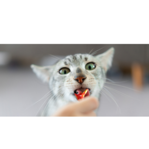 Verwen je kat met heerlijke snacks, speciaal voor hem gemaakt! 🐱 Onze kattensnacks zijn meer dan een lekkernij; ze zitten boordevol voedingsstoffen en smaken waar jouw kat dol op zal zijn. Van knapperige beloningen tot zachte hapjes, we hebben iets voor elke smaak en gelegenheid.

Perfect om te trainen, te verwennen of gewoon zijn dag wat specialer te maken, deze snacks zijn de ideale manier om te laten zien hoeveel je om hem geeft. Geef je kat een snack waar hij van gaat spinnen van geluk!