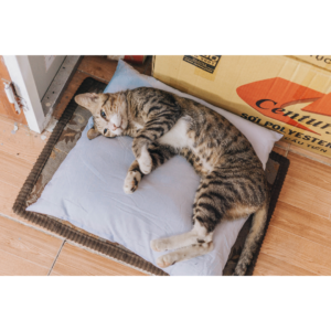 Onze comfortabele benchkussens voor katten bieden een zachte, veilige plek waar jouw kat zich heerlijk kan nestelen. Speciaal ontworpen om perfect in benches en reismandjes te passen, zorgen deze kussens voor ondersteuning en warmte, ideaal voor katten die graag knus en beschut liggen. Gemaakt van duurzame en makkelijk te reinigen materialen, zijn onze benchkussens niet alleen praktisch maar ook stijlvol en verkrijgbaar in verschillende kleuren en patronen. De antislip-onderkant zorgt ervoor dat het kussen stevig op zijn plek blijft, zelfs tijdens het reizen. Geef jouw kat een zacht en vertrouwd plekje, waar hij of zij zich altijd thuis voelt!