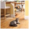 Ssscat afweer spray voor katten 115 ML - Afbeelding 5