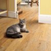 Ssscat afweer spray voor katten 115 ML - Afbeelding 4
