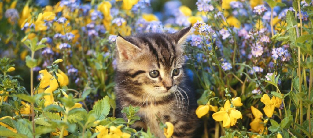 Jonge kitten zit veilig tussen kleurrijke bloemen in de tuin