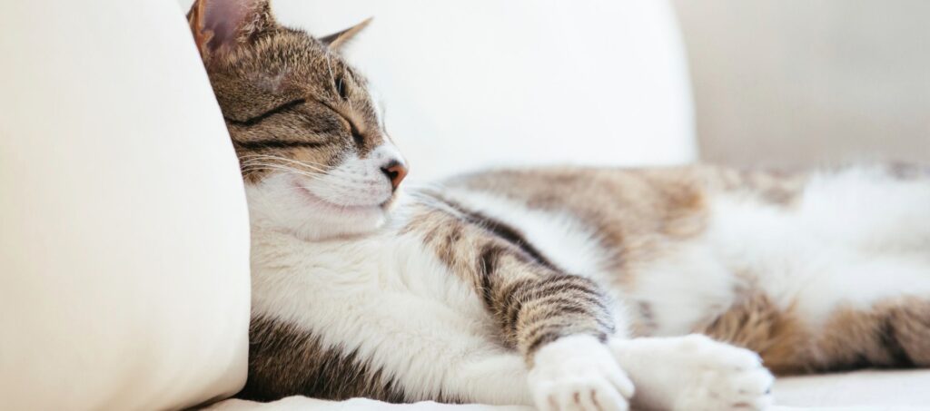 Kat die ontspannen ligt te slapen op een zachte plek