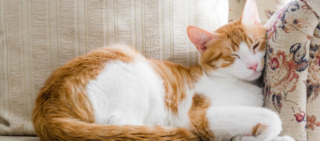 Oranje met witte kat die slaapt op een bank