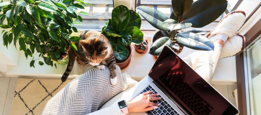 Kat die naast iemand met een laptop zit tussen kamerplanten in een zonnige vensterbank.