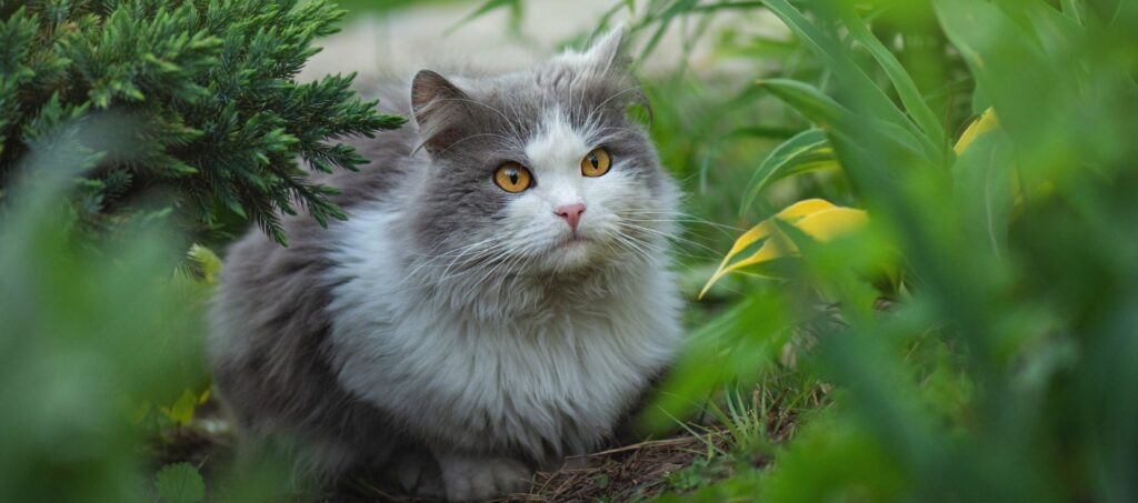 Kat verkent een veilige groene tuin vol planten en beschutting