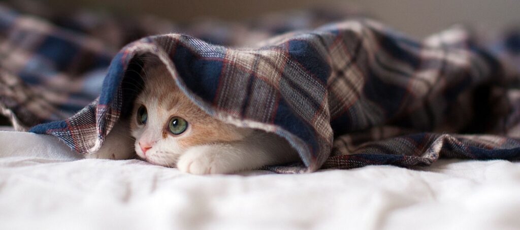 Bange kitten verstopt onder een zacht plaid terwijl ze wennen aan een nieuwe omgeving