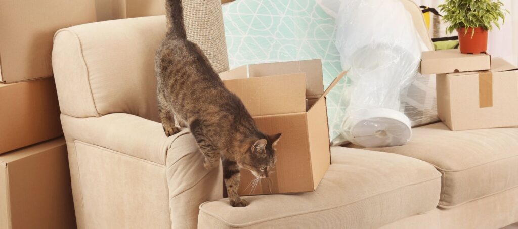 Kat verkent voorzichtig een nieuwe woning met verhuisdozen tijdens het wennen aan een nieuw huis