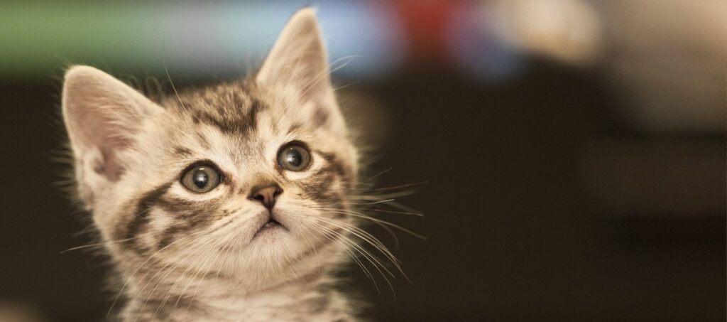 Close-up van een kitten dat nieuwsgierig kijkt