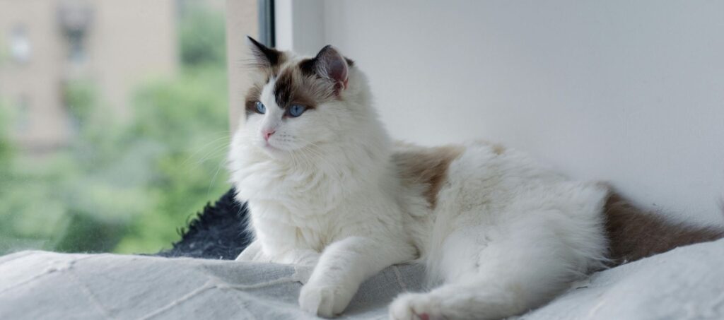 Witte ragdollkat met blauwe ogen die rustig uit het raam kijkt vanaf een zacht kleed.