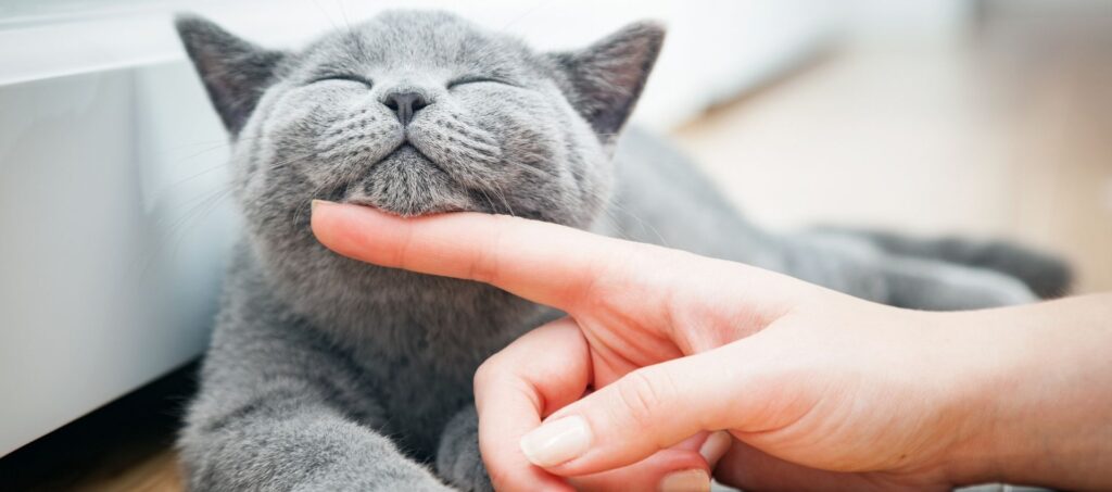 Grijze kat ligt ontspannen terwijl een vinger zacht onder haar kin wrijft, met een tevreden uitdrukking.