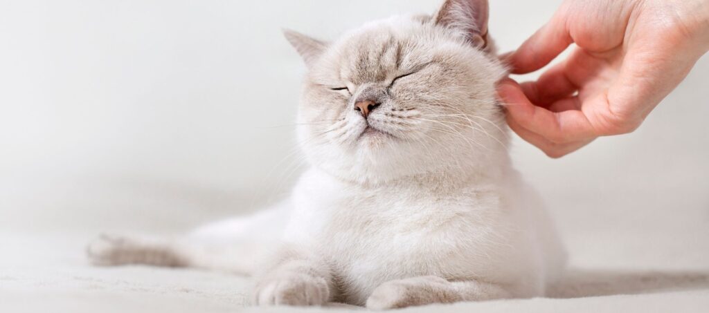 Witte kat geniet zichtbaar terwijl ze onder de kin geaaid wordt, met gesloten ogen en ontspannen houding.