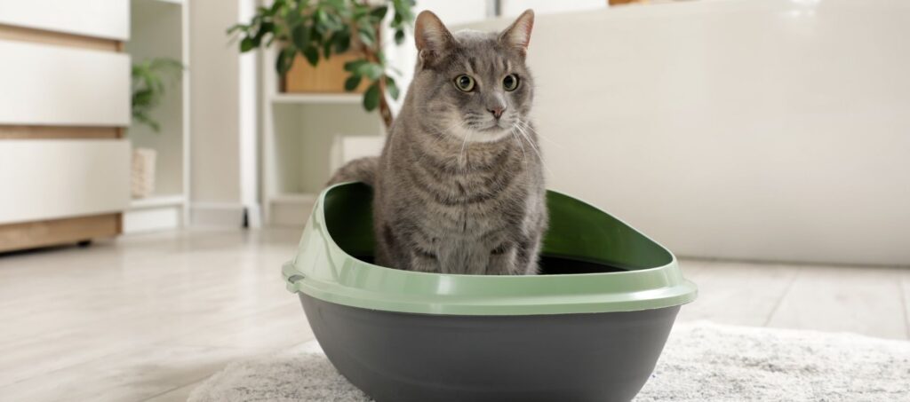 Grijze kat zit in een kattenba