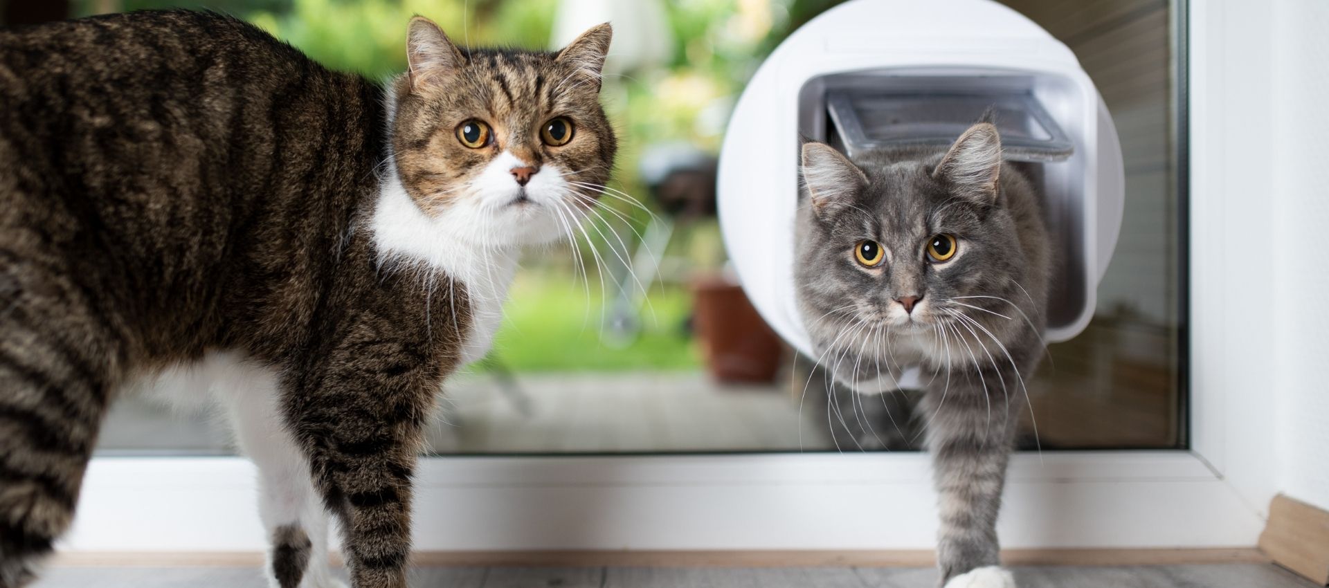 Twee katten bij een kattenluik, waarvan één verbaasd kijkt