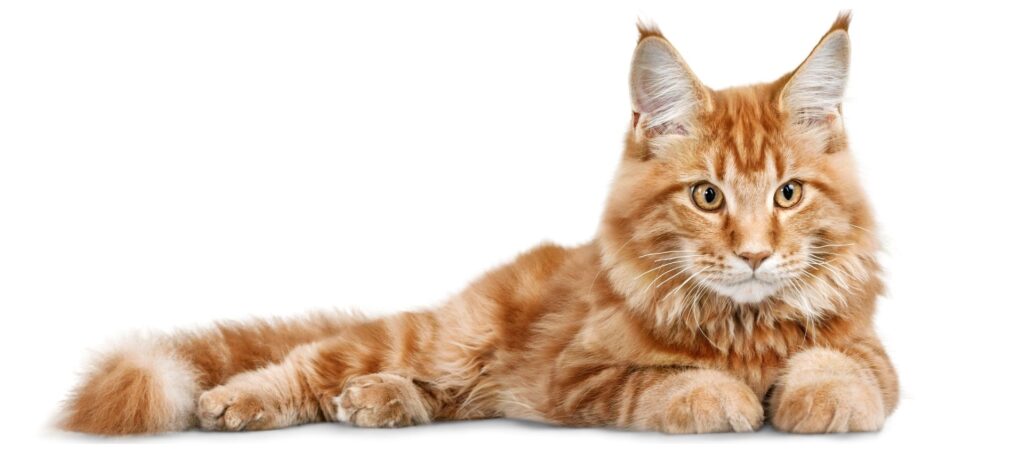 Rode huiskat die rustig ligt